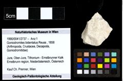 Foto (Objekt + Etiketten) von Goniodromites bidentatus (Reuss, 1858) 
